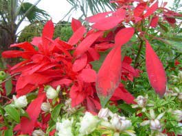 Fleurs rouges