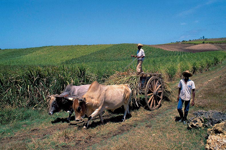 La coupe de la canne à sucre