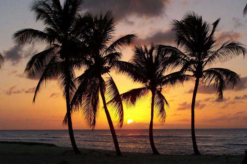 Coucher de soleil avec des cocotiers en Guadeloupe