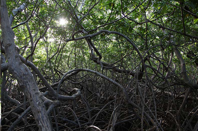 Rivière Guyane