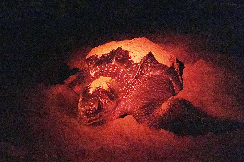 Les tortues en Guyane