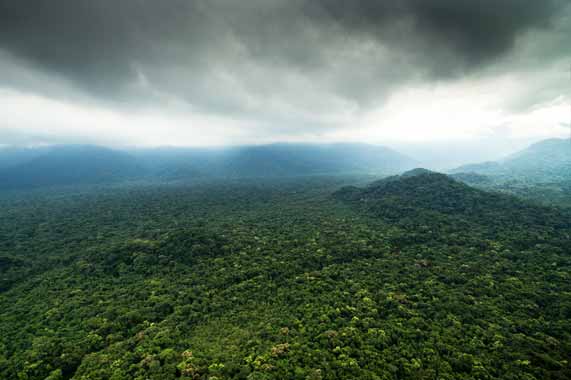 forêt amazonienne Guyane