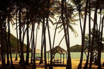 Cocotiers sur une plage de Guadeloupe