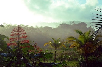 Forêt amazonienne en Guyane