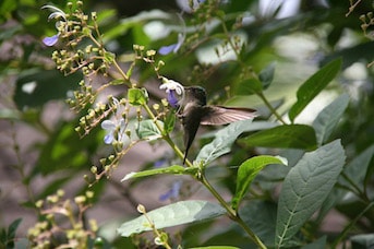 Oiseau qui vole dans la forêt tropicale de Martinique