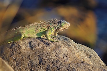 Faune Guadeloupe et Martinique