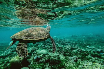 Tortue de Guadeloupe