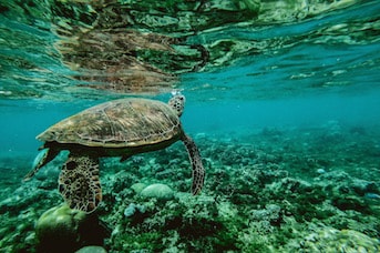 Tortue de Guadeloupe 