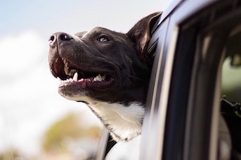 Chien dans une voiture 1