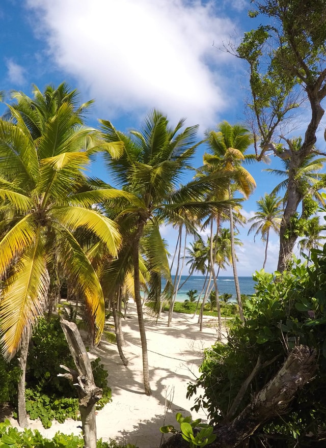 Paysage sur les cocotiers