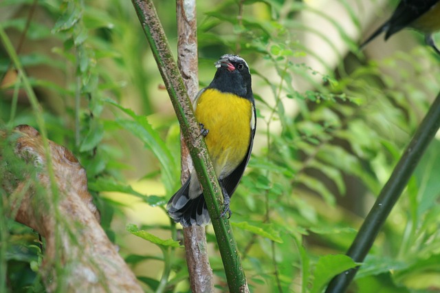 Oiseau sucrier lors d'une balade en forêt 