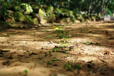 Randonnée en Guyane