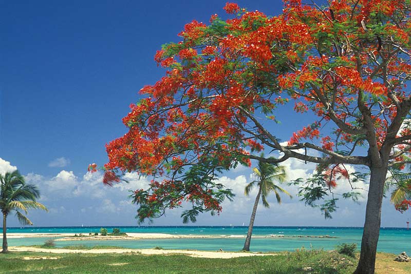 Visiter Sainte-Anne en Guadeloupe en voiture de location